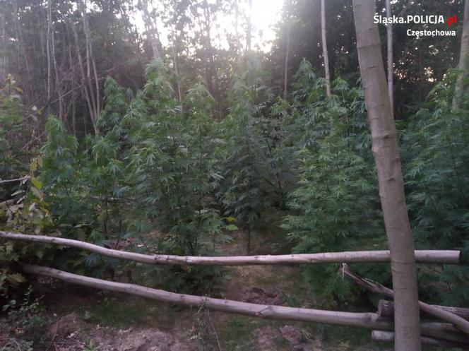 Śląskie. Jedno drzewko na każdy dzień roku! POTĘŻNA plantacja w Kłomnicy [ZDJĘCIA]