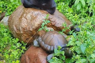 Iga Świątek opłakuje śmierć kotki Grappy