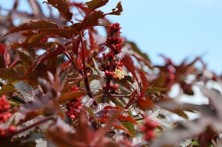 Polacy coraz częściej sadzą ją w ogrodzie. Nie wiedzą, że jest bardziej trująca od cyjanku! 