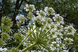 Barszcz Sosnowskiego rozpoczął kwitnienie. Leśnicy apelują o ostrożność 