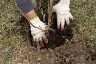 Sadzenie krzewów w ogrodzie. Jak sadzić krzewy i jak pielęgnować krzewy po posadzeniu