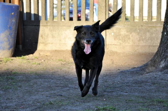 Sylwek czeka na nowy dom. Adoptuj psa ze schroniska w Białymstoku