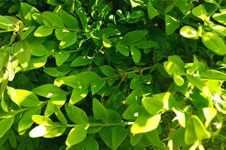 Ćma bukszpanowa atakuje w ogrodach, parkach i na cmentarzach