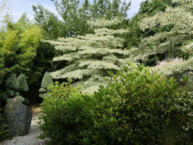 Dereń pagodowy 'Variegata'