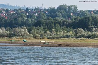 Susza w Jeziorze Żywieckim