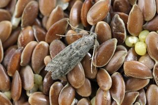 Jak się pozbyć moli spożywczych z szafek? Zrób im domową mieszankę, która sprawi, że wyniosą się, gdzie pieprz rośnie. Naturalny środek na mole spożywcze 