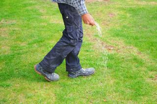 Wapnowanie trawnika - jak sypać wapno na trawnik? Jakie wapno wybrać? 