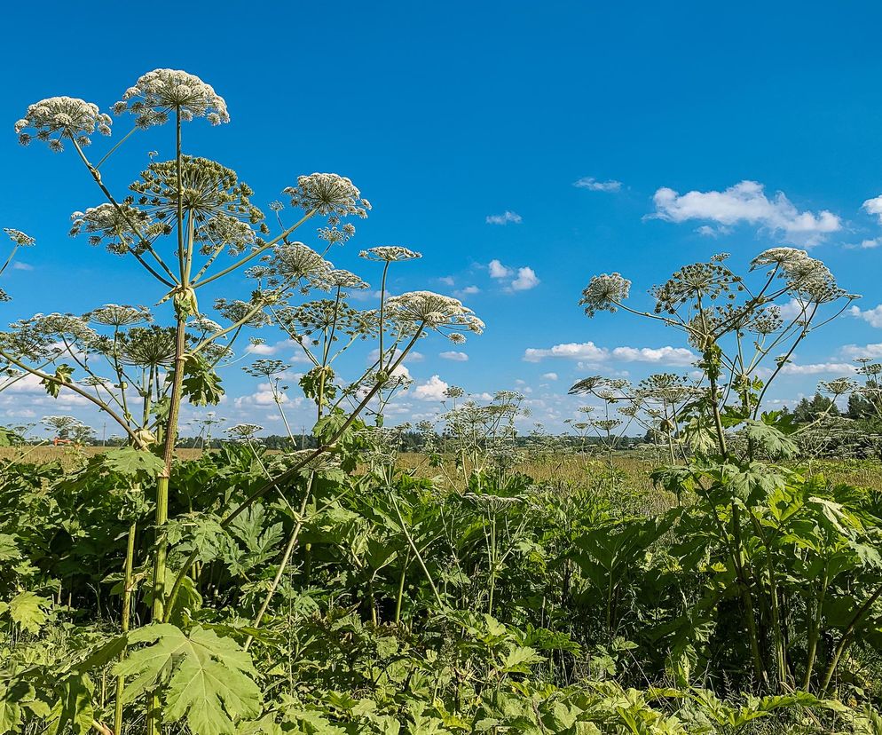 Zwykły spacer i poparzenie jak po wrzątku. Barszcz Sosnowskiego znów sieje postrach w Polsce