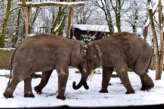 Zimowe harce na śniegu - zwierzaki z płockiego zoo szaleją ZOBACZ ZDJĘCIA!