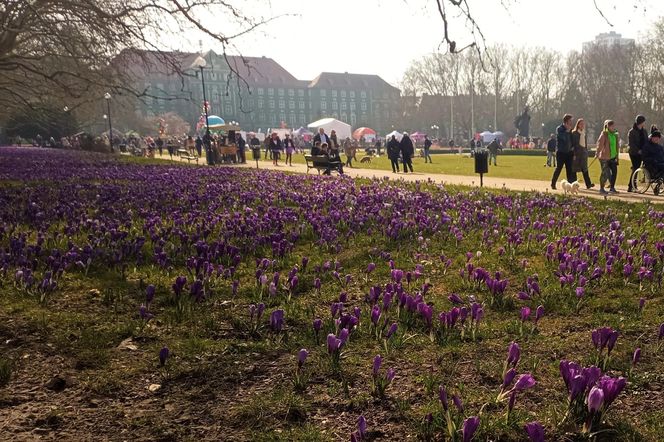 Krokusy na Jasnych Błoniach