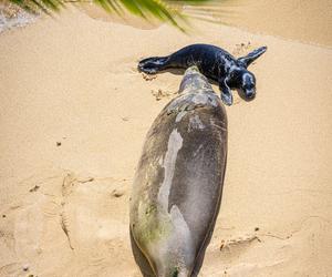 Szczenię foki na hawajskiej plaży 