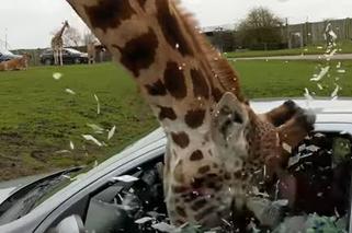 Żyrafa włożyła głowę do auta, a kobieta zamknęła szybę! [PRZERAŻAJĄCE NAGRANIE]