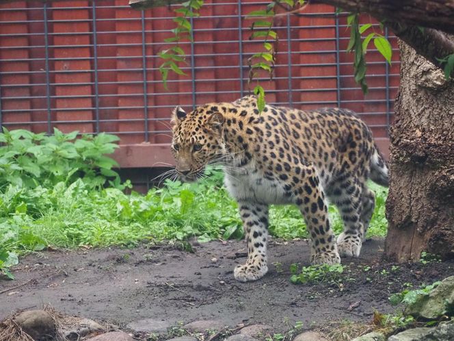 Kicia ze sklejką Nowa mieszkanka zoo w Warszawie. Na wolności żyje tylko 130 osobników