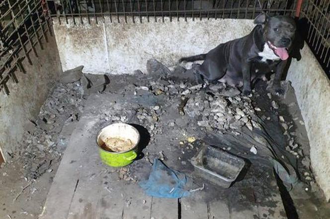 Kojce w odchodach. Strażnicy miejscy ukarali właścicielkę pseudohodowli psów w Gostyniu