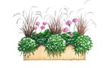 pelargonie-w-kompozycji-na-balkon