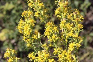 Nawłoć pospolita - Solidago virgaurea