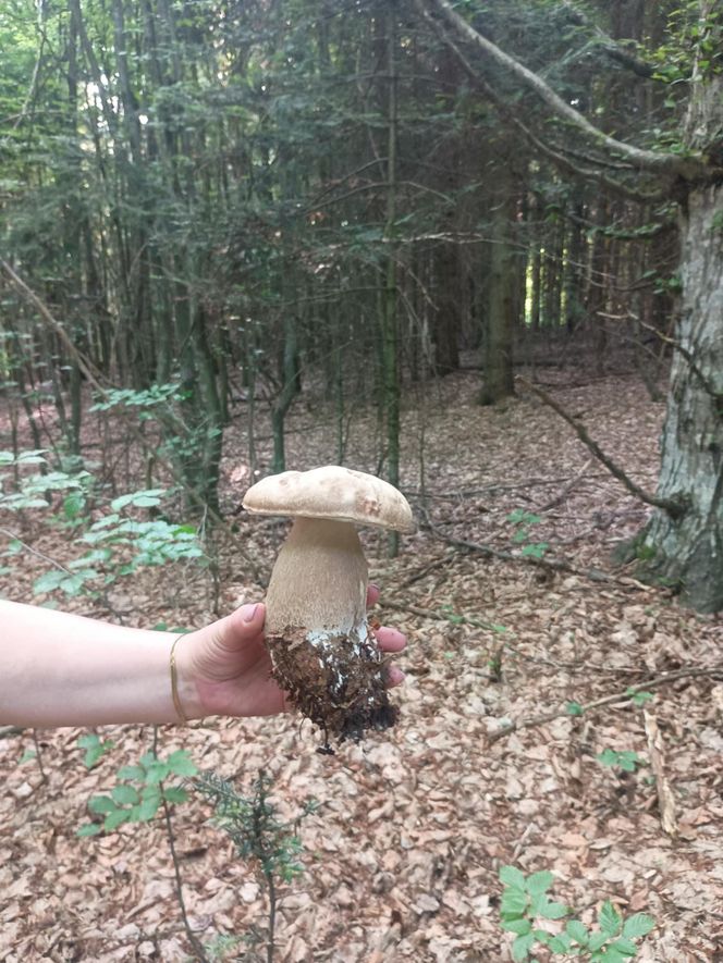 Grzyby są już w woj. lubelskim!