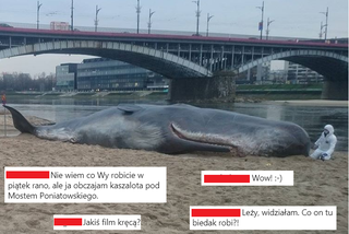 Wieloryb na brzegu Wisły w Warszawie! ZDJĘCIA