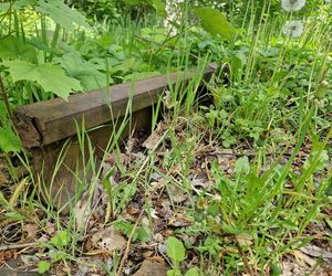 Torowisko tramwajowe na Babiej Wsi w Bydgoszczy zarośnięte chwastami. Tramwaje zniknęły stąd lata temu