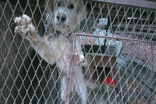 Makabryczne odkrycie w Starym Sączu. Krynicki TOZ prowadzi akcję ratunkową zwierząt