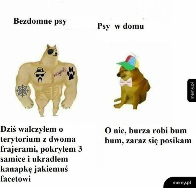 Dzień Psa 2026. Te memy pisało samo życie!
