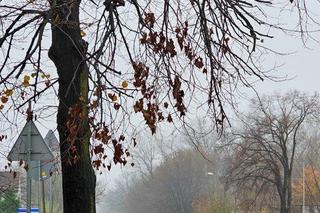 W Łodzi zabetonowano auto, w Jaworznie... drzewo na środku chodnika. Budowlańcy zaskakują fantazją