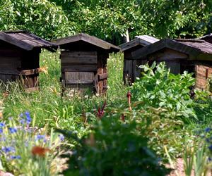 Muzeum Wsi Mazowieckiej - skansen w Sierpcu