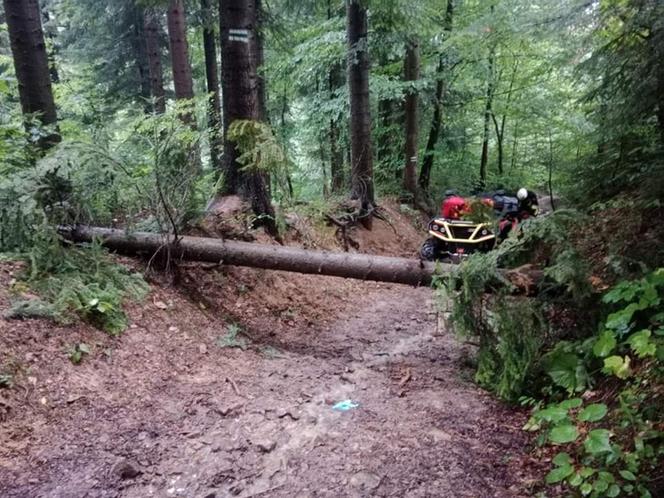 Skutki nawałnic w Polsce. Na kobietę przechodzącą leśnym, turystycznym szlakiem w Rymanowie Zdroju, spadło złamane drzewo