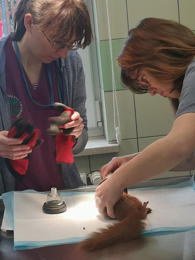 Wielka operacja mikropacjenta