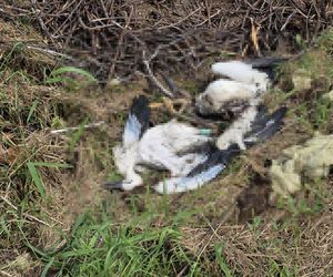 Żywioł nie oszczędził nawet bocianów. Nawałnica zabiła całą rodzinę