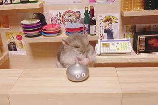 Śmieszny chomik to hit internetu!