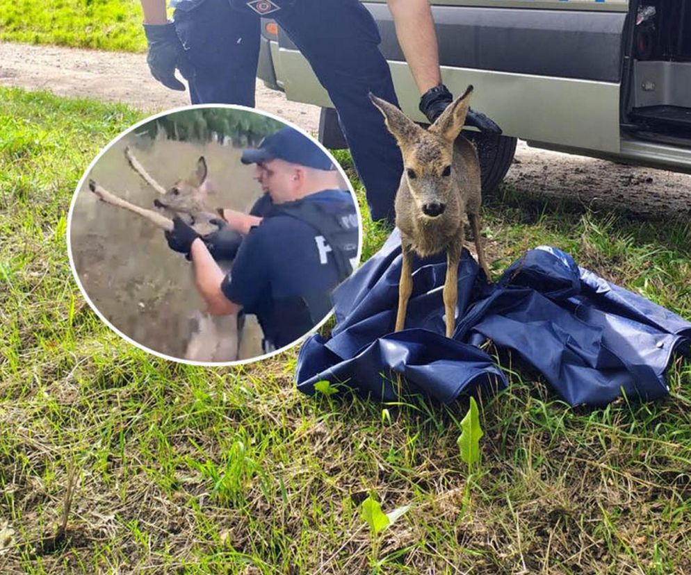 Policjanci uratowali tonącą sarenkę