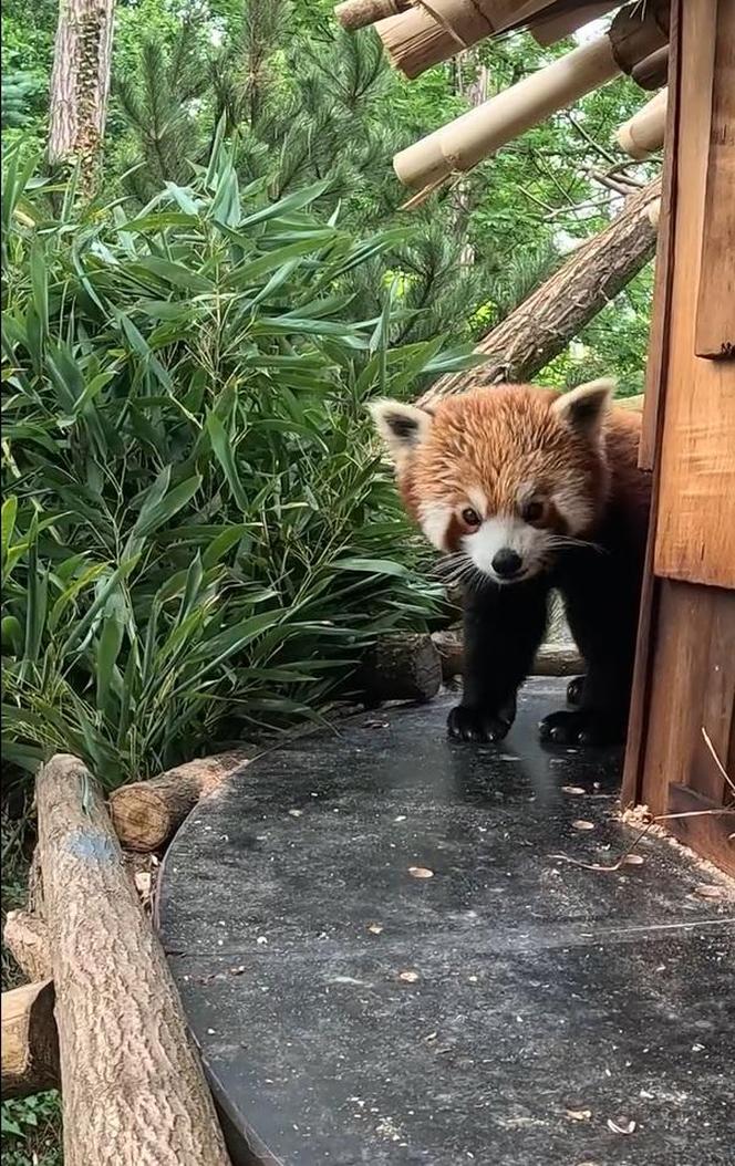 Samiec pandy rudej zamieszkał we wrocławskim zoo. Od razu wyskoczył na swój nowy wybieg [WIDEO]