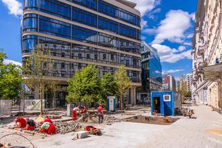 Nowe drzewa na ul. Brackiej w Warszawie