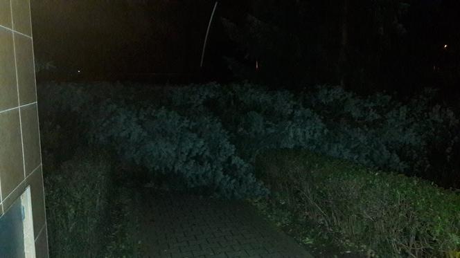 Orkan Ksawery nad Małopolską: Powalone drzewa, utrudnienia w ruchu [ZDJĘCIA, WIDEO]
