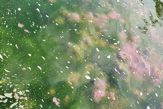 Zanieczyszczenie Raby