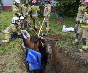 Strzyżów. Koń w dole