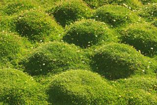 Karmnik ościsty zamiast trawy - dobry sposób na mocno deptane miejsca w ogrodzie