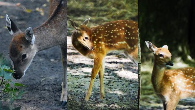 Jelonki Sika z warszawskiego ZOO