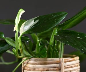 Monstera standleyana ‘Variegata' 