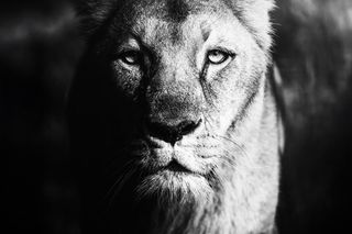 Smutek we wrocławskim zoo. Nie żyje Okavango, lwica angolska. Mieszkała w ogrodzie od 16 lat