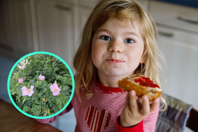 Łagodzi biegunki, pomaga w leczeniu stawów i wzmacnia odporność. Babcia karmiła nas nią codziennie