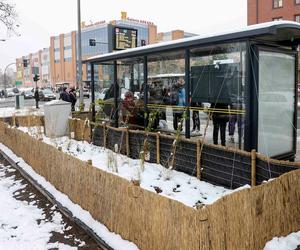 W Gorzowie zazieleni się w centrum i na przystankach MZK