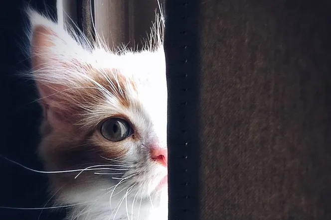 Dlaczego koty ugniatają? To sposób komunikacji