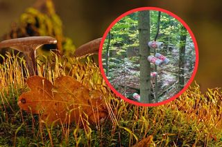 Śmieciowa pamiątka po grzybiarzach w bieszczadzkim lesie. Nadleśnictwo nie dowierza