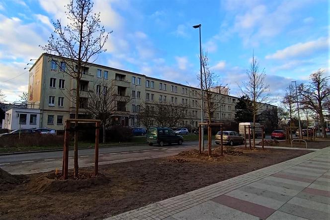 Drzewa powróciły na aleję Bohaterów Warszawy