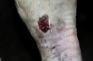 Poranione konie SKRZATUSZ