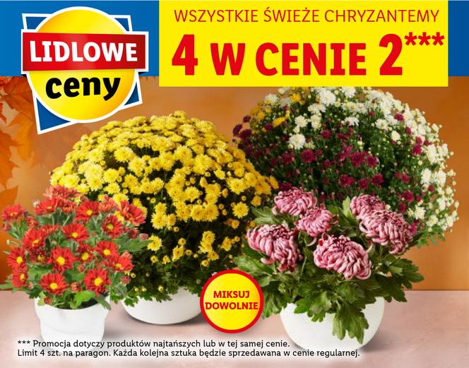 Znicze  i chryzantemy w Lidlu od 27.10