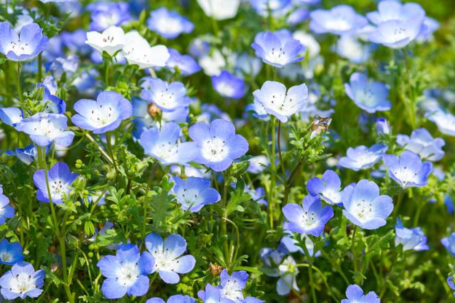 Porcelanka niebieska - Nemophila menziesii