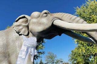 Odsłonięta figura słonia leśnego w Grodzisku Mazowieckim